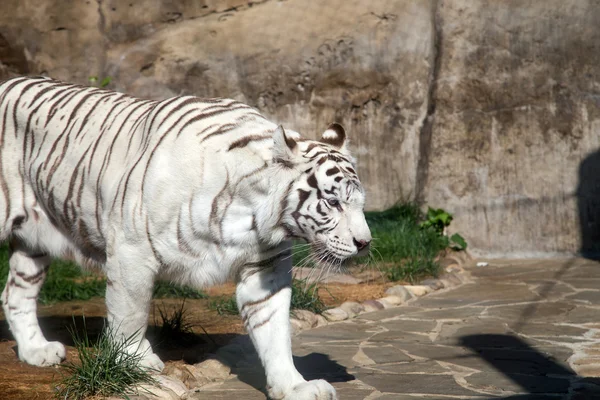 White Benagal Tiger, Moscow zoo. Russia — Stock Photo, Image