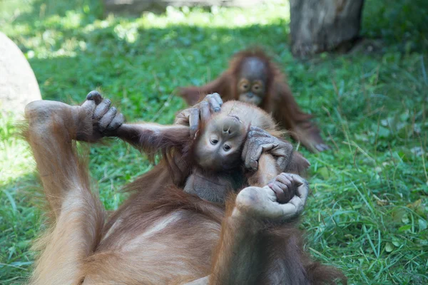 Stor bild av den stora hemska orangutan — Stockfoto