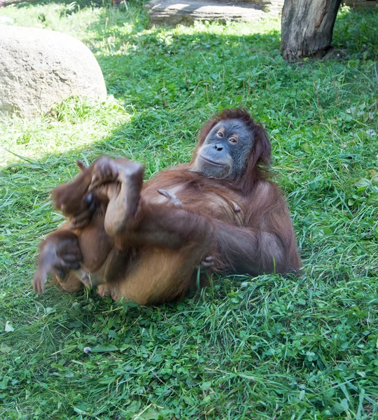 Großes Bild des großen schrecklichen Orang-Utans — Stockfoto