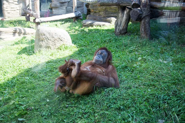 Stor bild av den stora hemska orangutan — Stockfoto