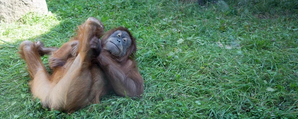 Velký obrázek velké hrozné orangutan — Stock fotografie