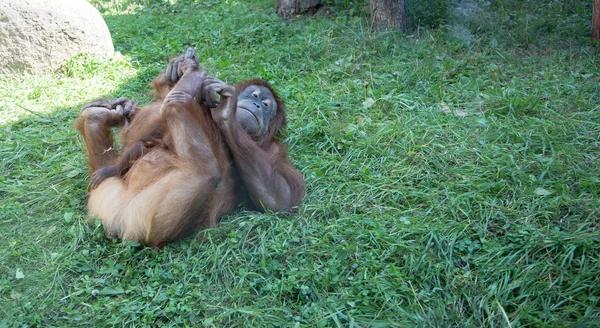 Stor bild av den stora hemska orangutan — Stockfoto