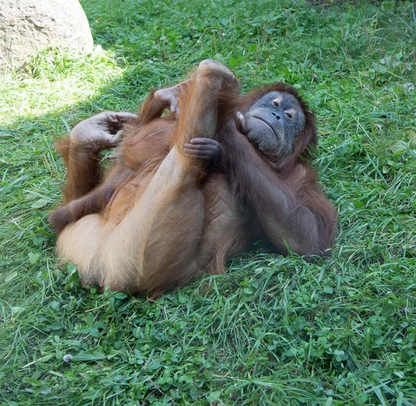 Stort bilde av den store orangutangen – stockfoto