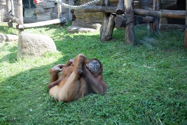 Grande immagine del grande orango terribile — Foto Stock