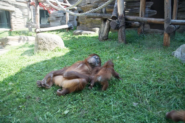 Stor bild av den stora hemska orangutan — Stockfoto