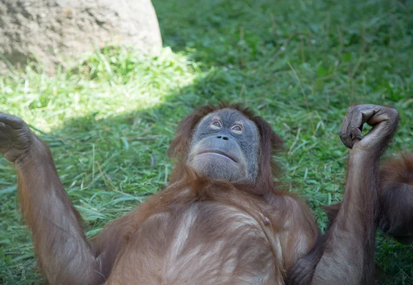 Stort bilde av den store orangutangen – stockfoto