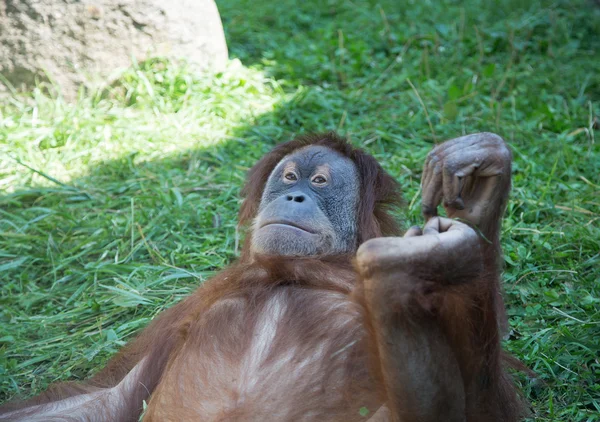 Duży obraz wielki straszny orangutan — Zdjęcie stockowe