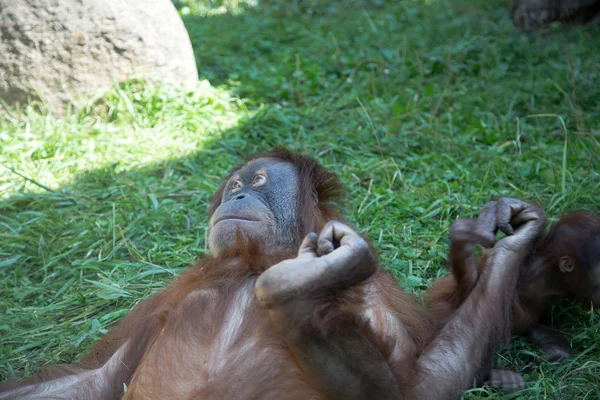 Stort bilde av den store orangutangen – stockfoto
