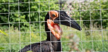 kafrsky boynuzlu kuzgun