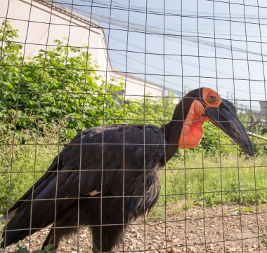 kafrsky boynuzlu kuzgun