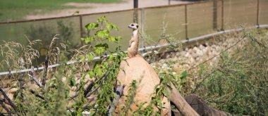 meerkat veya suricate (suricata, suricatta)