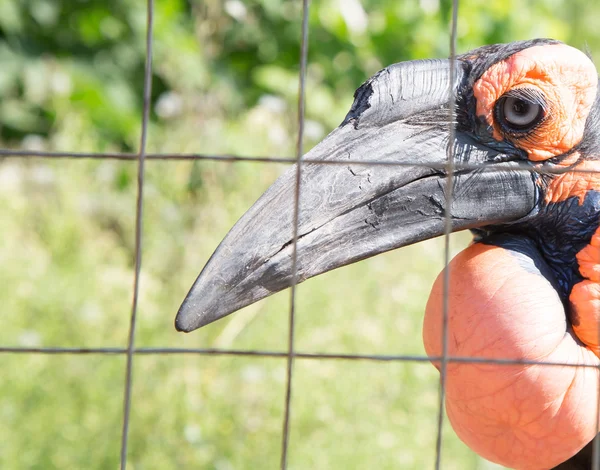 Kafrsky horned raven — Stock Photo, Image