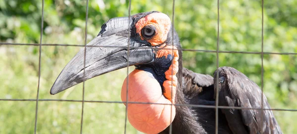 Kafrsky horned raven — Stock Photo, Image