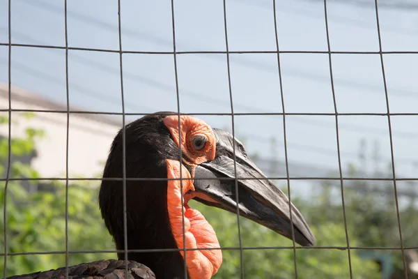 Kafrsky horned raven — Stock Photo, Image