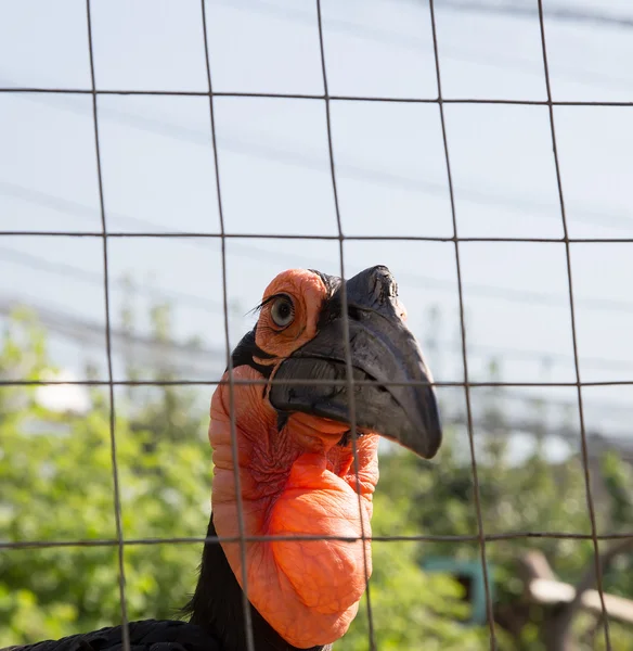 Кафрский рогатый ворон — стоковое фото
