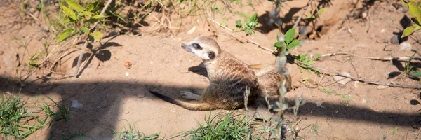 Meerkat ou suricado (Suricata, suricatta ) — Fotografia de Stock