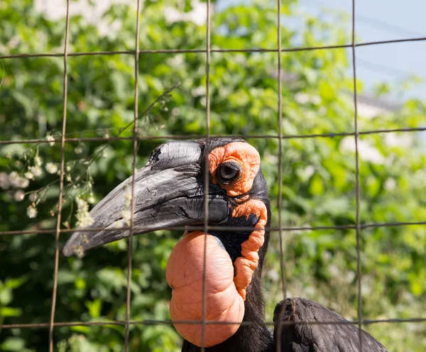 Kafrsky 角的乌鸦 — 图库照片