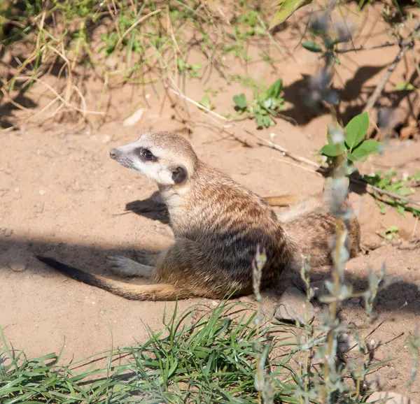 Мясо или сурикаты (Suricata, suricatta) ) — стоковое фото