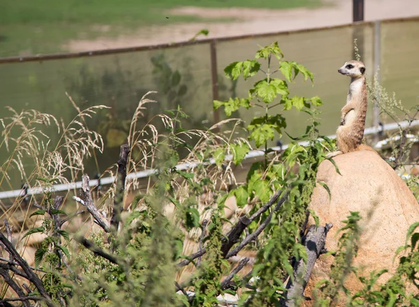 Meerkat o suricate (Suricata, suricatta ) — Foto de Stock