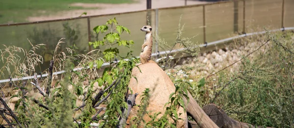 Meerkat ou suricado (Suricata, suricatta ) — Fotografia de Stock
