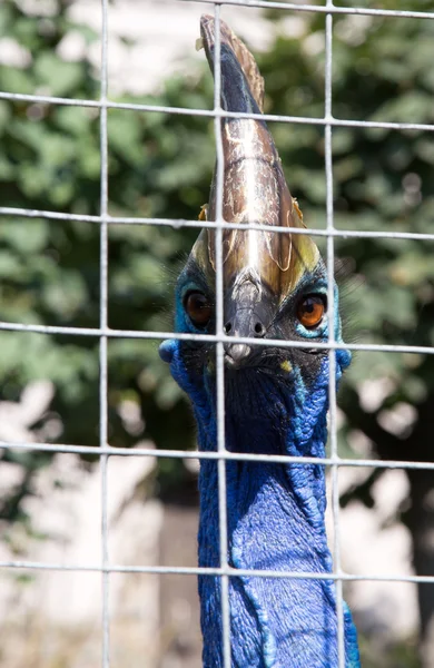 Grande immagine di cassowary — Foto Stock