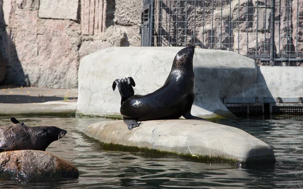 Fogli di pelliccia del nord, le foche più piccole, zoo di Mosca — Foto Stock