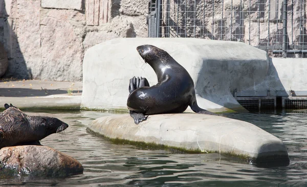 Северные тюлени, самые маленькие тюлени, Московский зоопарк — стоковое фото