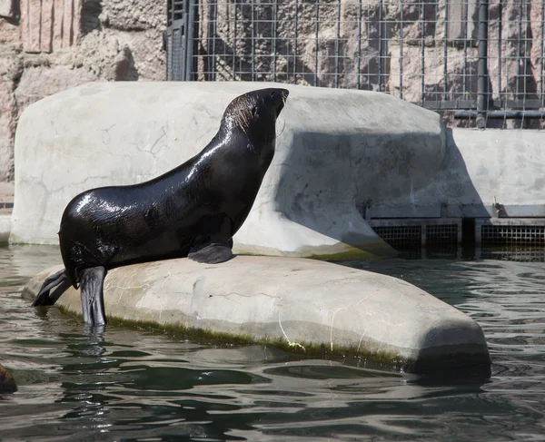 Severní tulení kožešiny, nejmenší těsnění, zoo Moskva — Stock fotografie