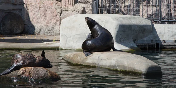 Северные тюлени, самые маленькие тюлени, Московский зоопарк — стоковое фото