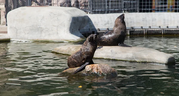 Northern Fur Seals, the smallest seals, Moscow zoo — Stock Photo, Image