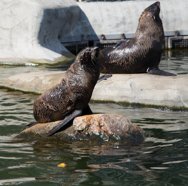 Northern Fur Seals, the smallest seals, Moscow zoo — Stock Photo, Image