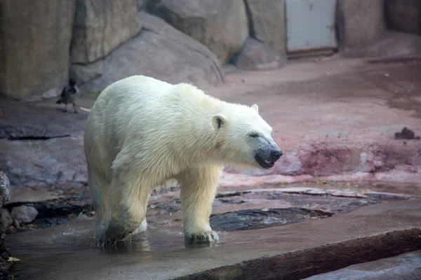 Eisbär — Stockfoto