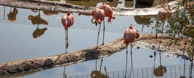 Flamingo Moskova hayvanat bahçesi, Rusya Federasyonu