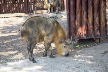 Sichuan takin (Budorcas taxicolor tibetana)