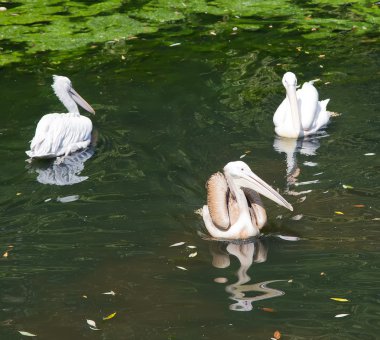 Pelikan Moskova hayvanat bahçesi, Rusya Federasyonu