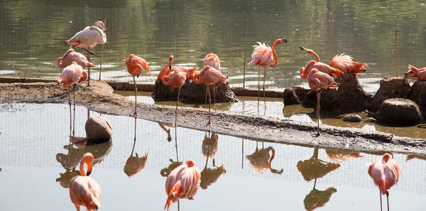 Flamingo in the Moscow zoo, Russia — Stock Photo, Image