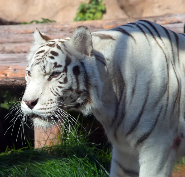 Vit bengalisk tiger — Stockfoto