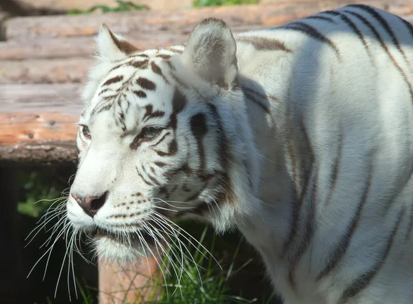 Vit bengalisk tiger — Stockfoto