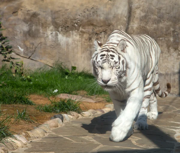 Fehér bengáli tigris — Stock Fotó