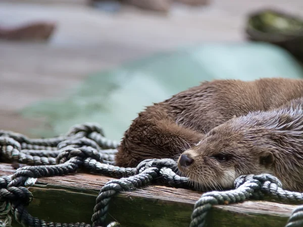 Mooi otters, de leden van de familie van de marterachtigen — Stockfoto