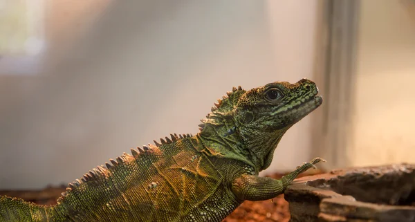 Grüner Leguan, Nahaufnahme — Stockfoto