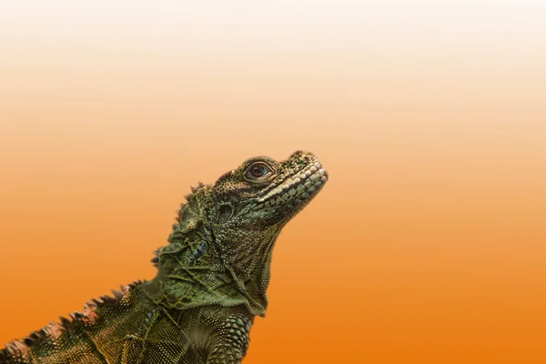 Yeşil iguana, portre — Stok fotoğraf