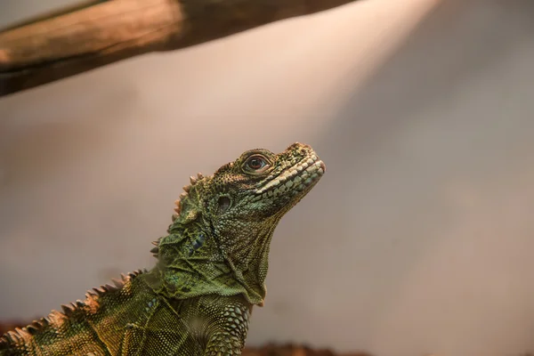 Green Iguana, closeup — Stock Photo, Image