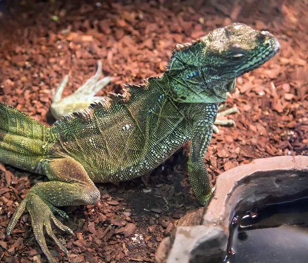 Green Iguana, closeup — Stock Photo, Image