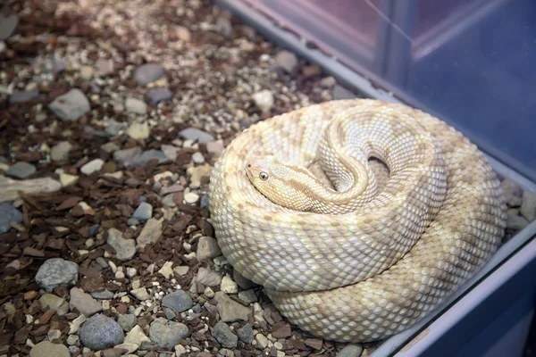 Snake gekrulde omhoog ring, close-up — Stockfoto