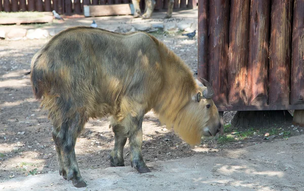 Takin de Sichuan (Budorcas taxicolor sua) — Fotografia de Stock