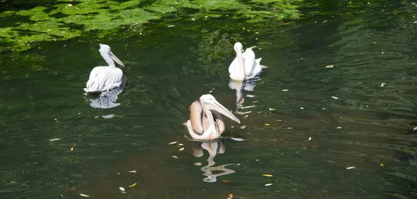 Pelicans allo zoo di Mosca, Russia — Foto Stock