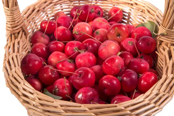 신선한 작은 빨간 사과와 정 — 스톡 사진