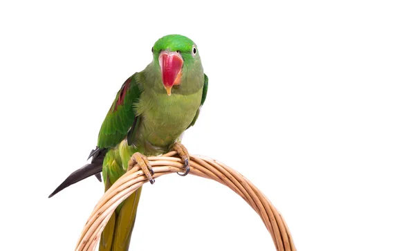 Grande ringed verde ou papagaio Alexandrina — Fotografia de Stock
