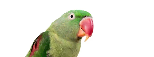 Big green ringed or Alexandrine parrot — Stock Photo, Image